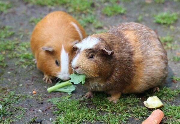 2 Guinea pigs sharing one cage - a day. - Image 3